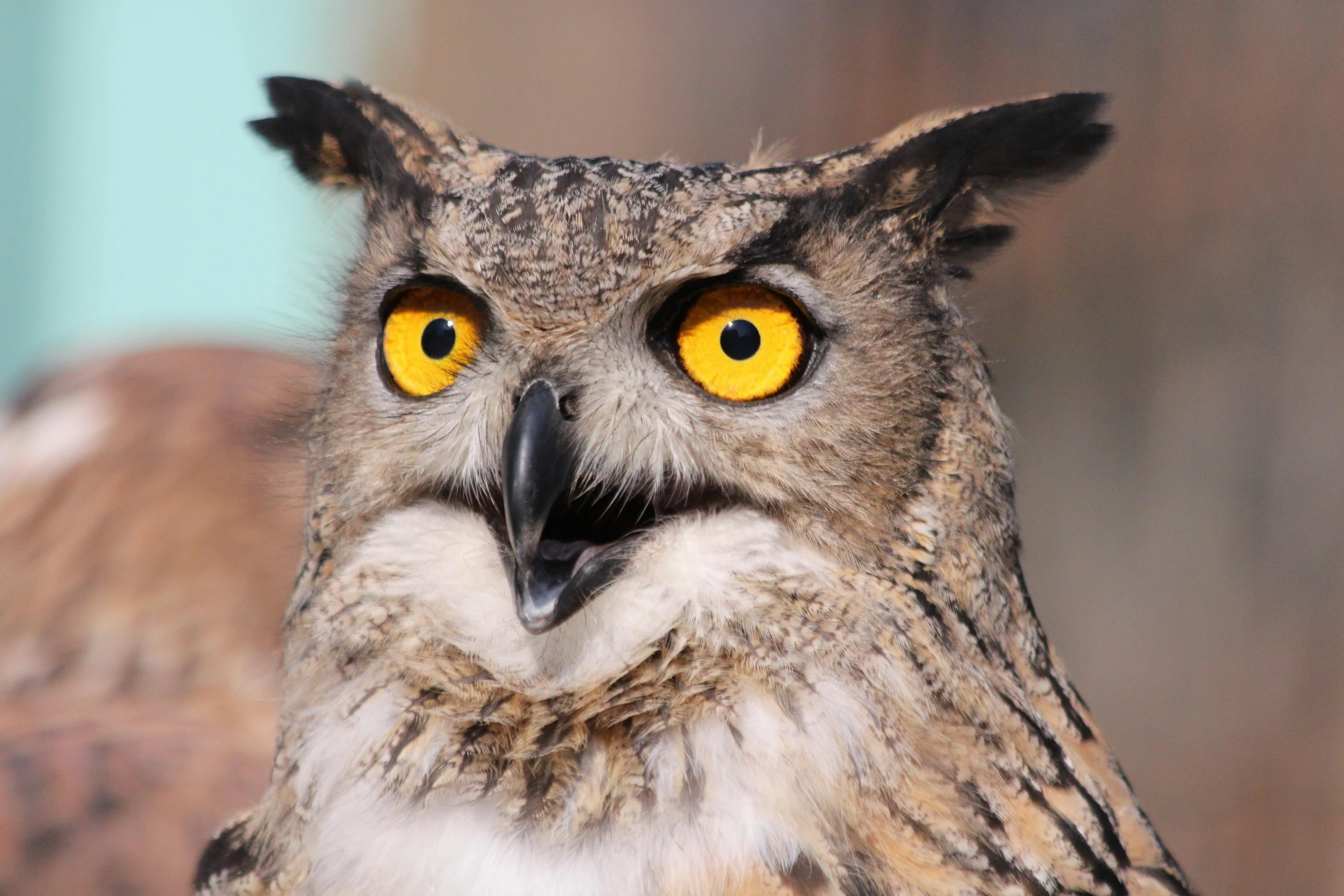 a close up of an owl with yellow eyes, 🦩🪐🐞👩🏻🦳, istock, taken in the late 2010s, instagram post