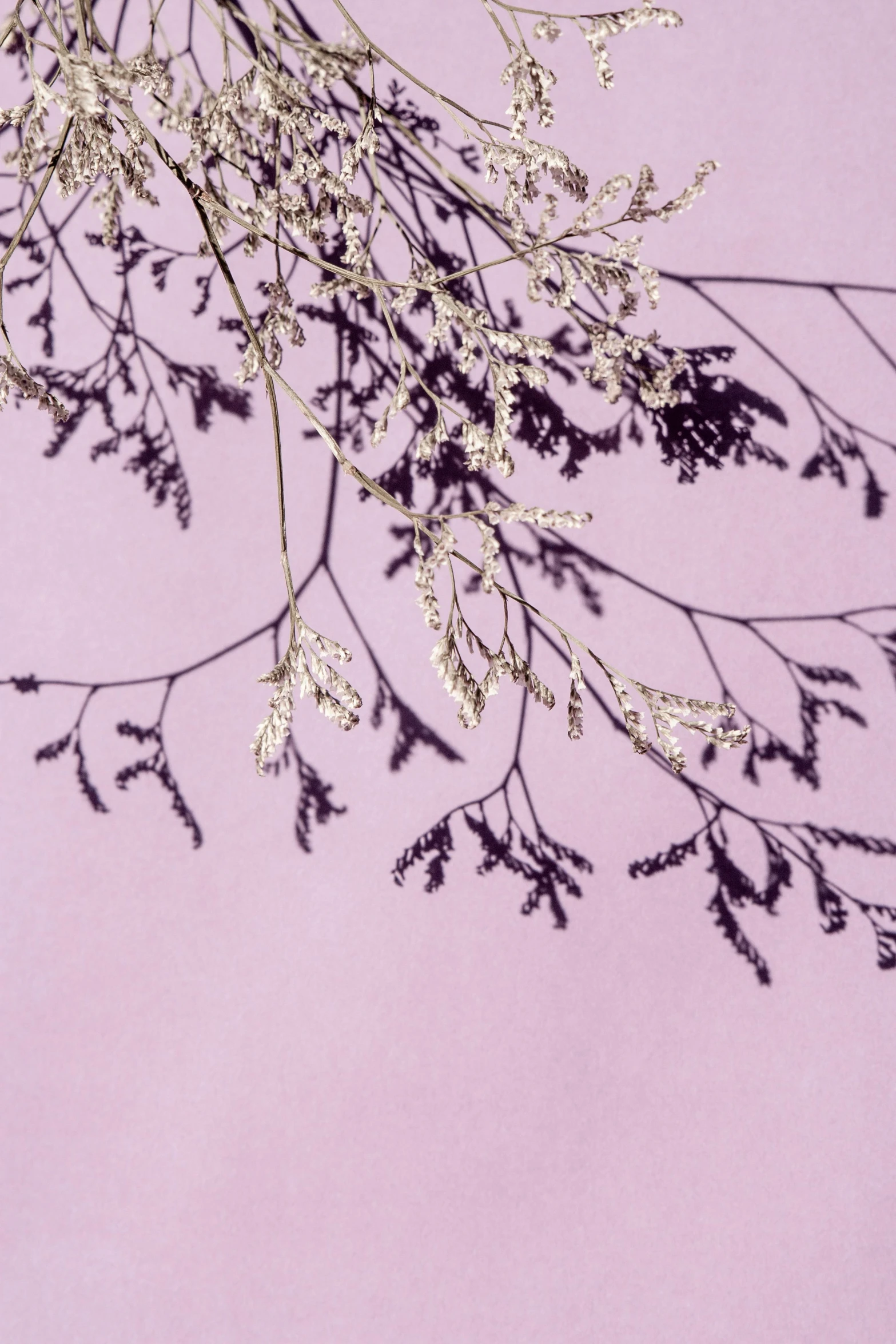 a couple of birds sitting on top of a tree branch, by Peter Alexander Hay, trending on unsplash, conceptual art, mauve background, gypsophila, seen from below, botanical herbarium paper