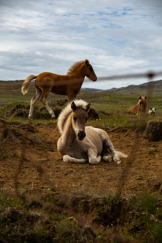 a horse that is laying down in the dirt, by Daniel Seghers, pexels contest winner, icelandic valley, three animals, small fence, various posed