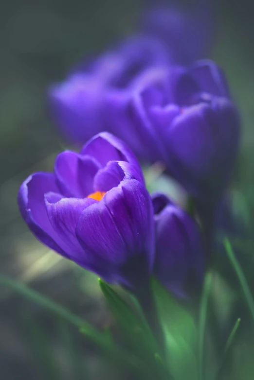 a group of purple flowers sitting on top of a lush green field, paul barson, photograph of april, dark blue, tulip