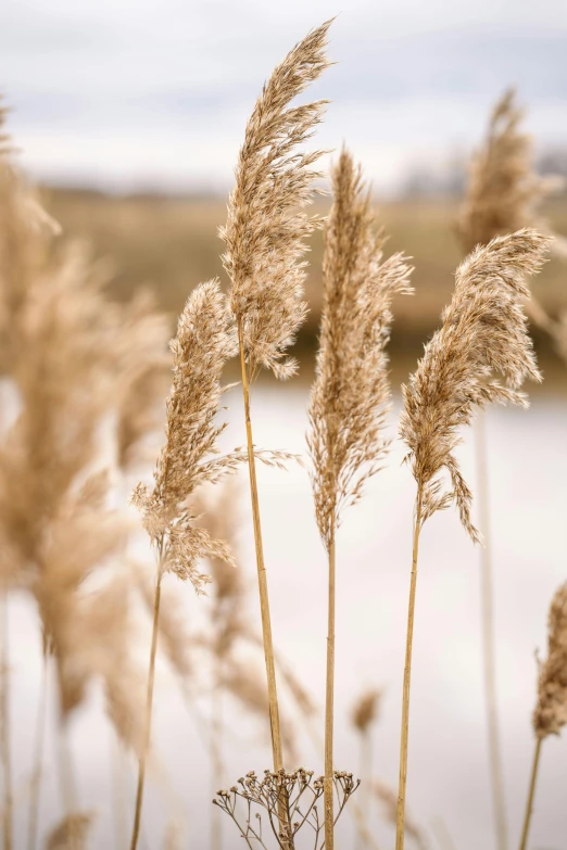 a bunch of tall grass next to a body of water, trending on pexels, environmental art, dried flowers, winter setting, gold, high grain