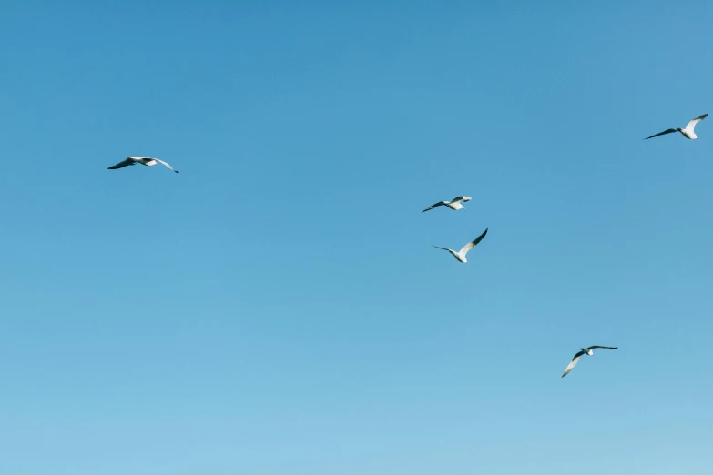 a flock of birds flying through a blue sky, by Niko Henrichon, unsplash, minimalism, shot on sony a 7 iii, seagull, ignant, bees flying