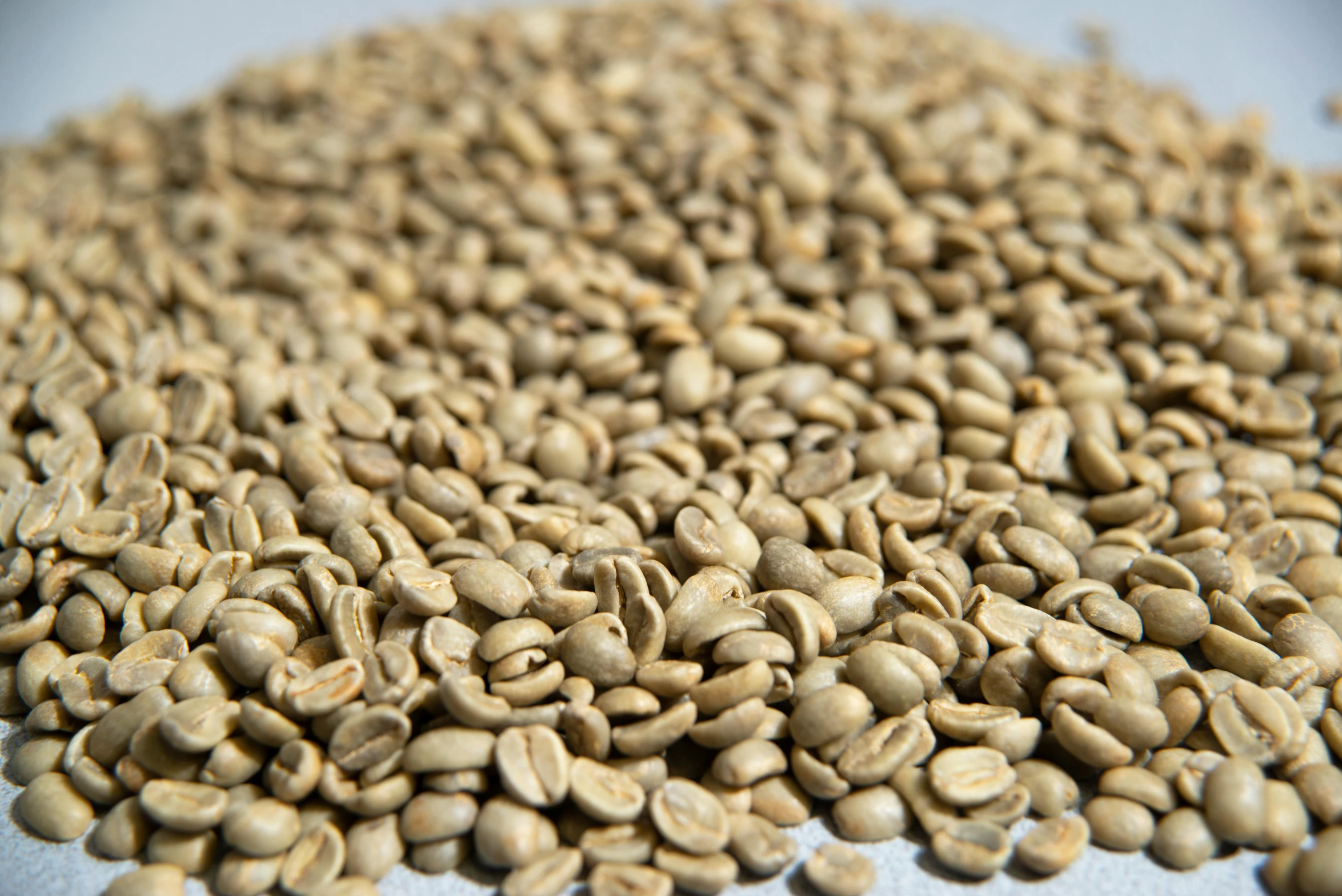 a pile of coffee beans sitting on top of a table, sandy green, detailed product image, green gold, uncrop
