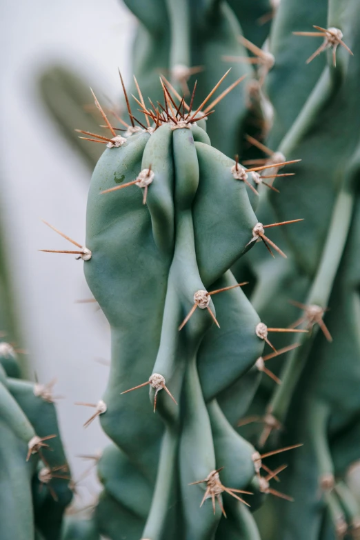 a close up view of a cactus plant, a macro photograph, inspired by Elsa Bleda, trending on pexels, made of cactus spines, tall thin, eucalyptus, seasonal