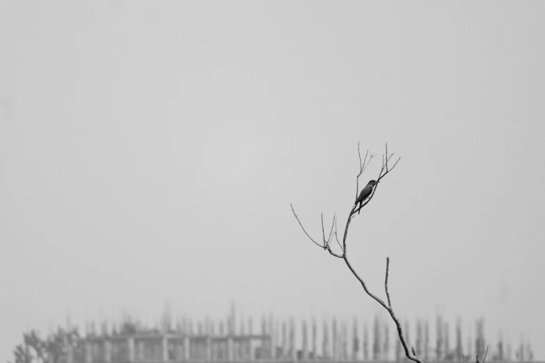 a black and white photo of a bird perched on a tree, by Cheng Jiasui, pexels contest winner, postminimalism, desolate :: long shot, distant city, gray wasteland, an abstract