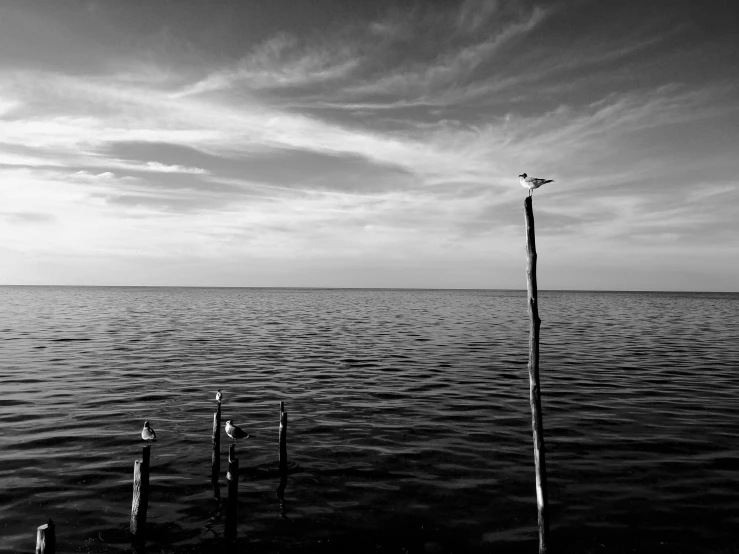 a seagull sitting on top of a pole in the middle of a body of water, a black and white photo, by Jan Rustem, keys, islands on horizon, trio, fishing pole