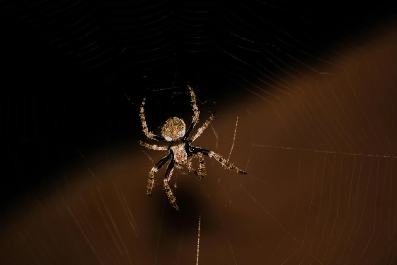 a close up of a spider on a web, by Attila Meszlenyi, pexels contest winner, hurufiyya, out in the dark, illustration », brown, male and female