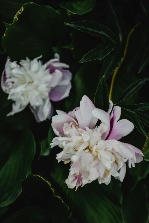 two white and pink flowers with green leaves, unsplash, baroque, peony flowers, shot with sony alpha, lush vista