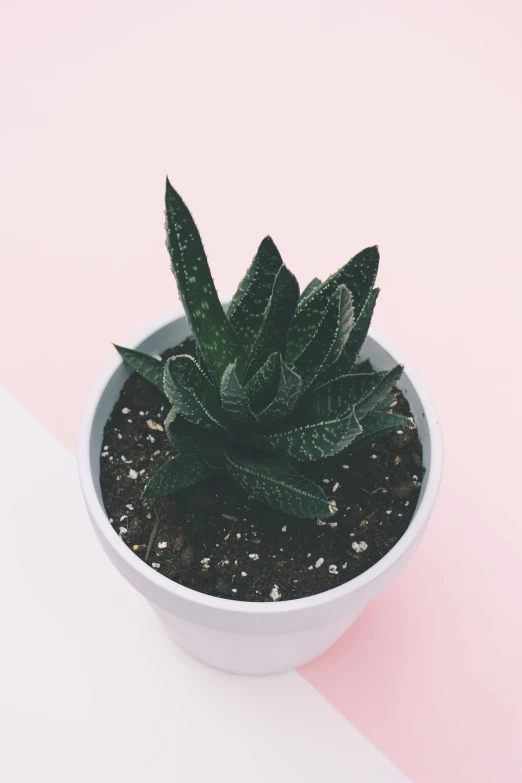 a small potted plant on a pink and white surface, a stipple, trending on pexels, scaly skin, gradient white to silver, lush greens, porcelain skin ”