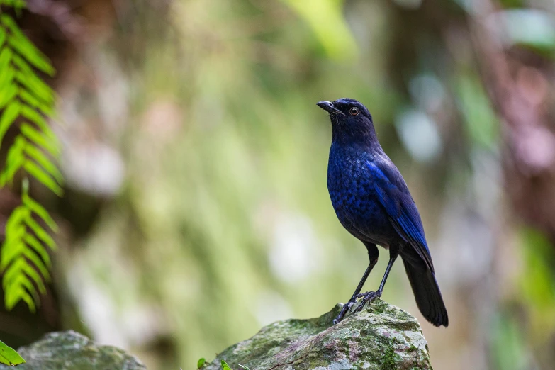 a blue bird sitting on top of a rock, pexels contest winner, sumatraism, violet and black, avatar image, high resolution image