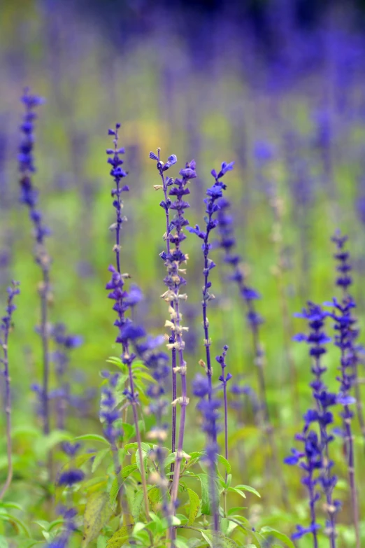 a field of purple flowers with trees in the background, by David Simpson, salvia, close - up photograph, blue gray, cream