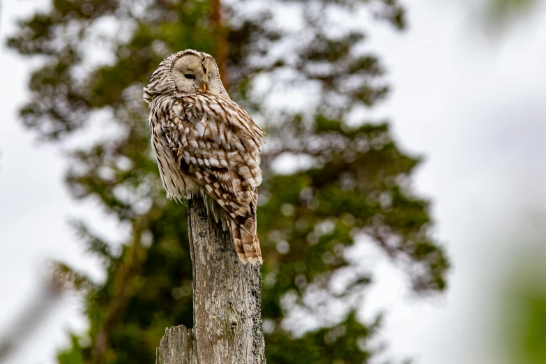 a brown and white owl sitting on top of a tree stump, by Jaakko Mattila, pexels contest winner, baroque, a bald, full - length photo, 🦩🪐🐞👩🏻🦳, canvas