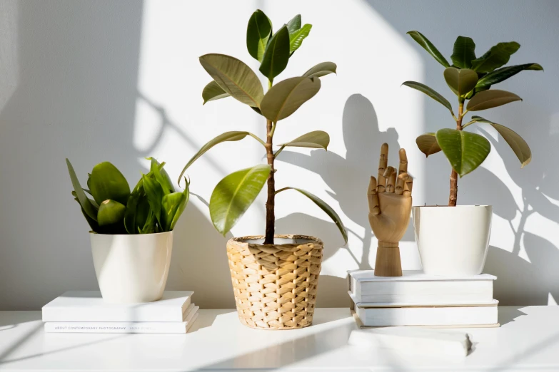 three potted plants sitting on top of a white table, inspired by Robert Bain, trending on unsplash, magnolia leaves and stems, full morning sun, over-shoulder shot, sustainable materials