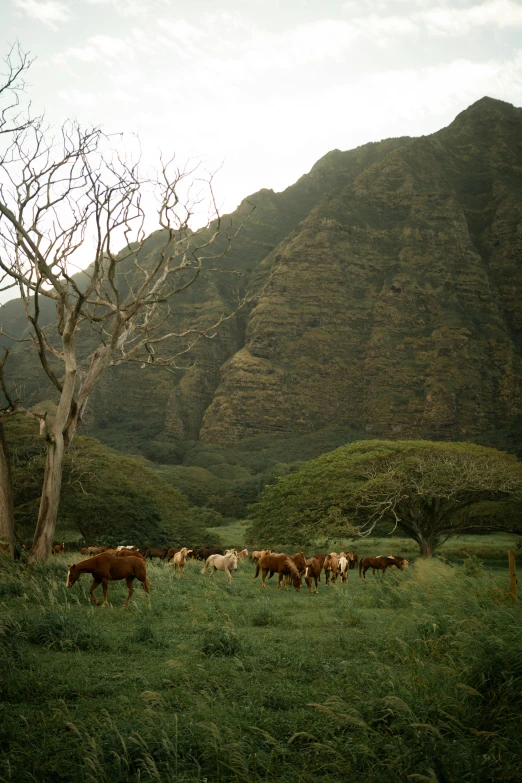 a herd of cattle grazing on a lush green field, a photo, by Adam Manyoki, land art, hawaii beach, monumental mountains, f 1.4 kodak portra, varied trees in the back