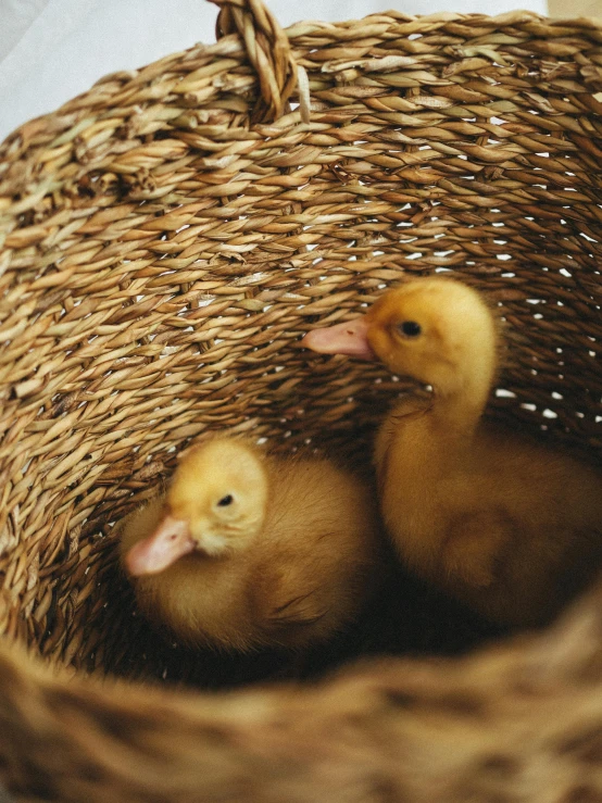 two baby ducks in a wicker basket, trending on unsplash, 🦑 design, alessio albi, high quality ”, trending photo