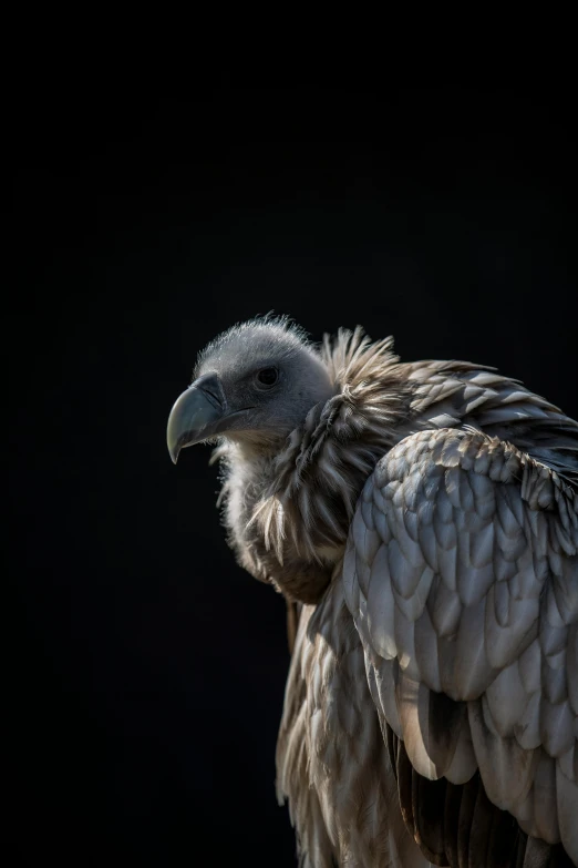 a close up of a bird of prey on a black background, pexels contest winner, vultures, young female, back - lit, gray
