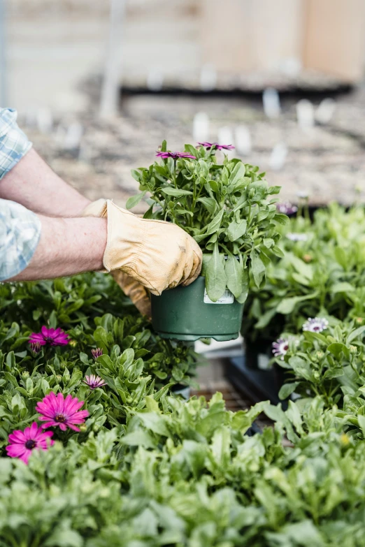 a close up of a person working in a garden, in bloom greenhouse, flower pots, carrying flowers, lush vista