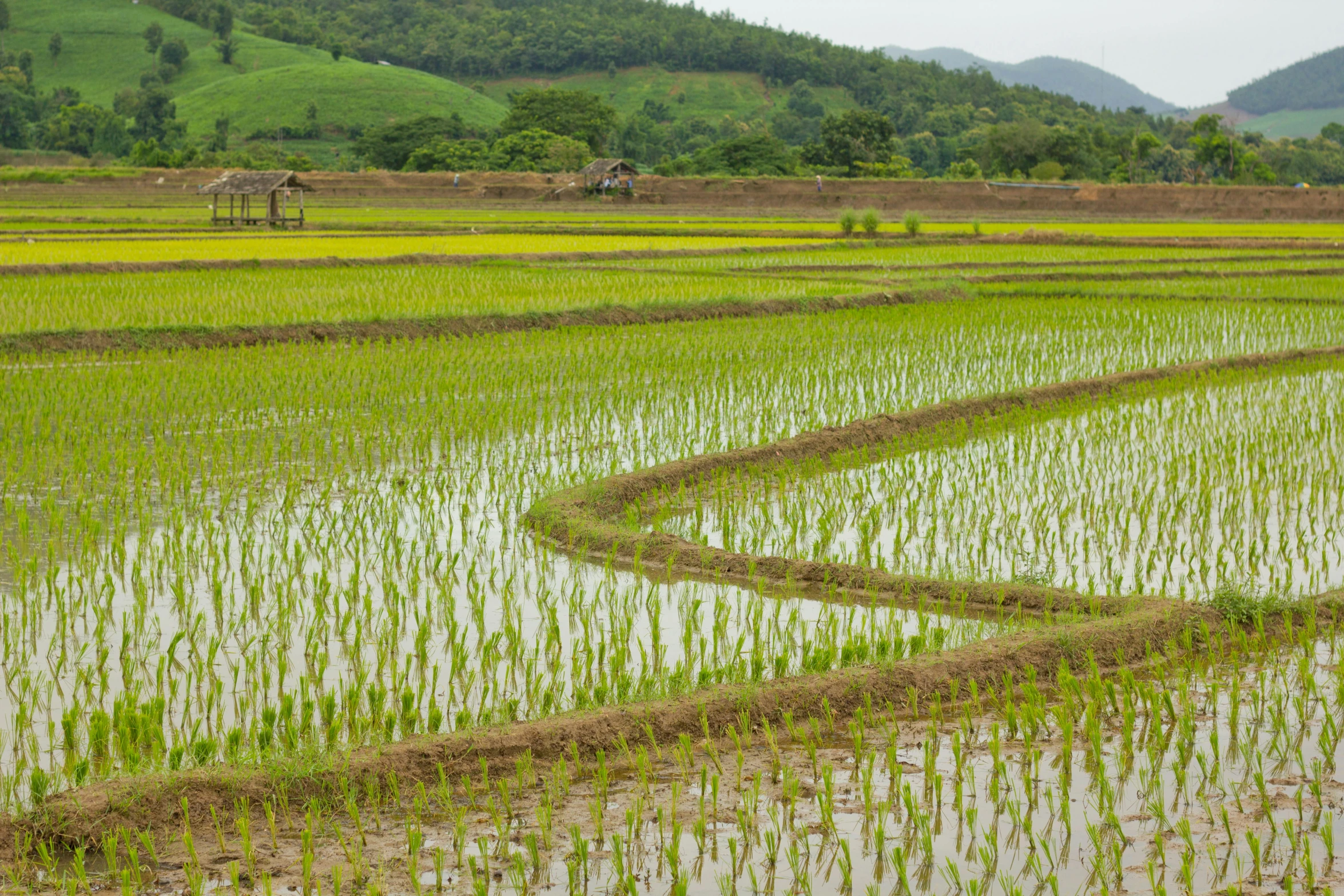 a rice field with mountains in the background, square, vibrant green, irrigation, gray