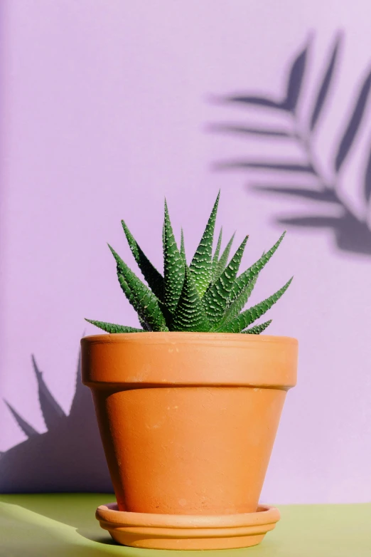 a close up of a potted plant on a table, trending on pexels, spikes on the body, light purple, serrated point, plain background