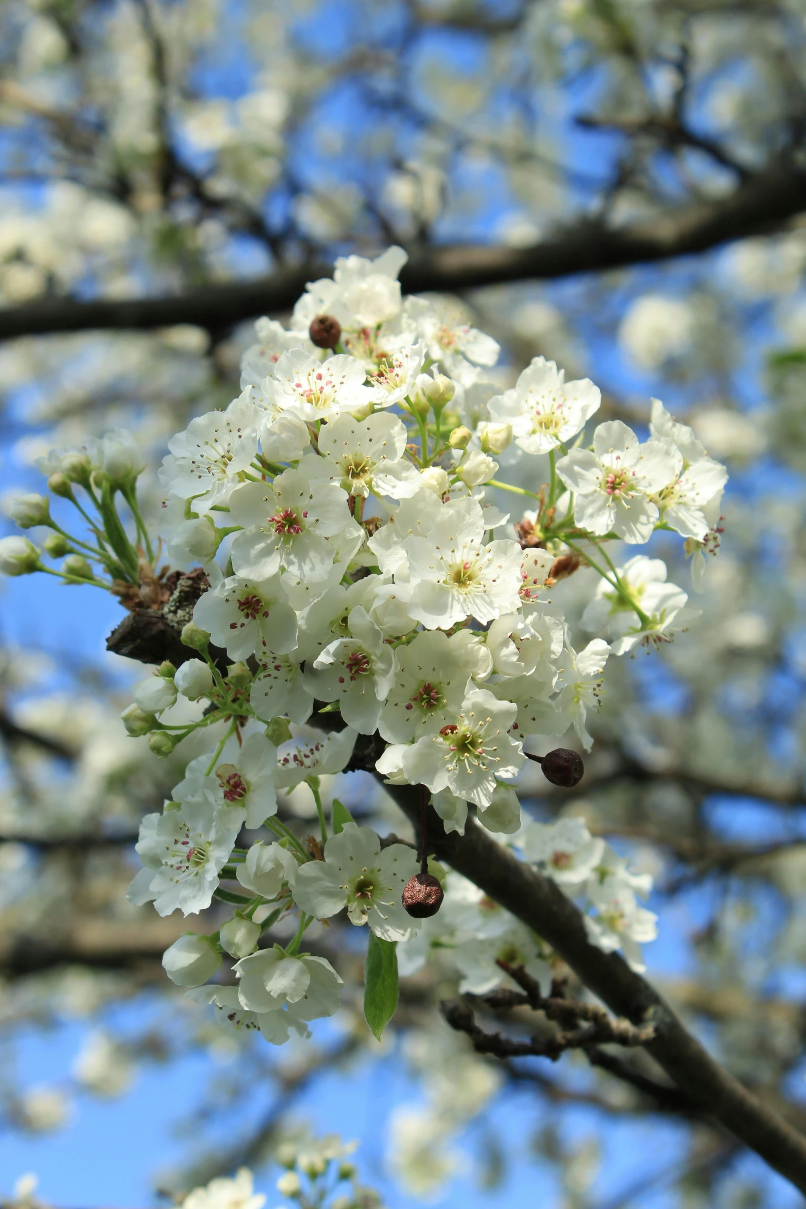 a bunch of white flowers on a tree, slide show