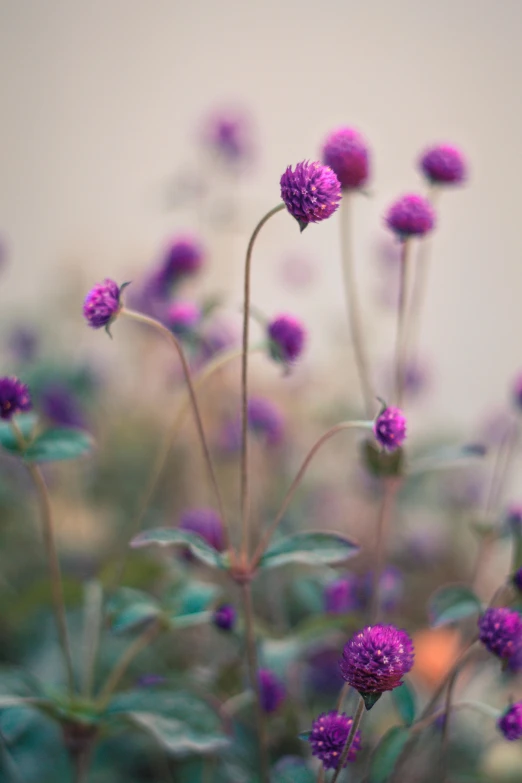 a bunch of purple flowers sitting on top of a lush green field, a macro photograph, by Andries Stock, unsplash, rendered in povray, small plants, overcast mood, magenta colours