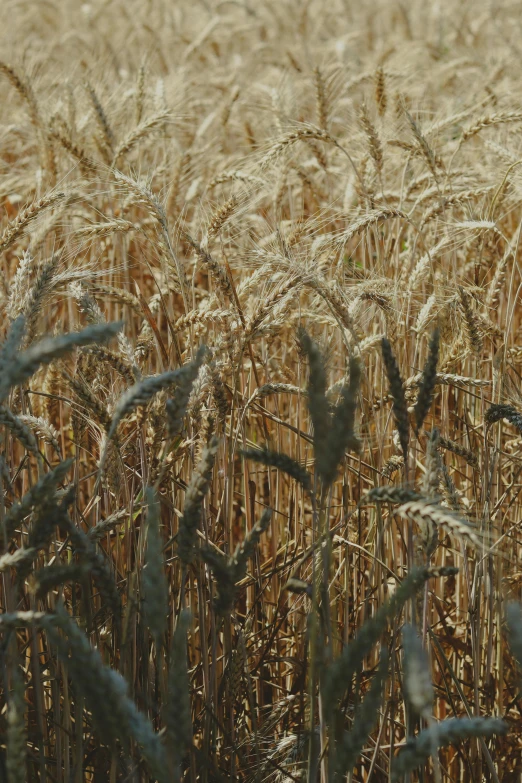 a field of ripe wheat on a sunny day, an album cover, by David Simpson, trending on unsplash, renaissance, grainy footage, full frame image