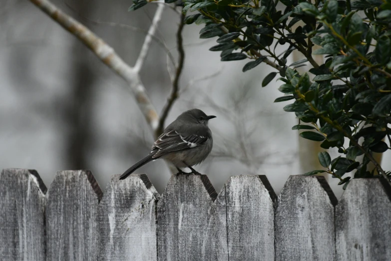 a small bird sitting on top of a wooden fence, black and grey, in the yard, gray skies, lynn skordal