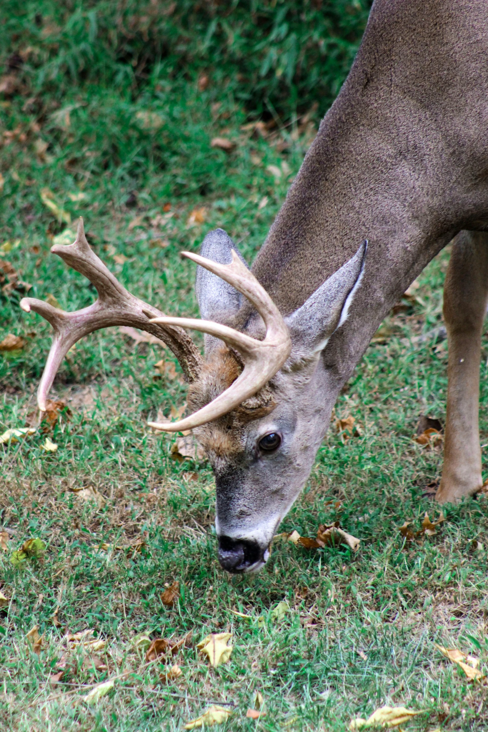 a deer that is standing in the grass, up-close, licking out, antlers, ap