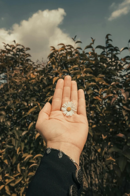 a person holding a flower in their hand, inspired by Elsa Bleda, trending on unsplash, aestheticism, chamomile, palm body, floating in the sky, instagram post