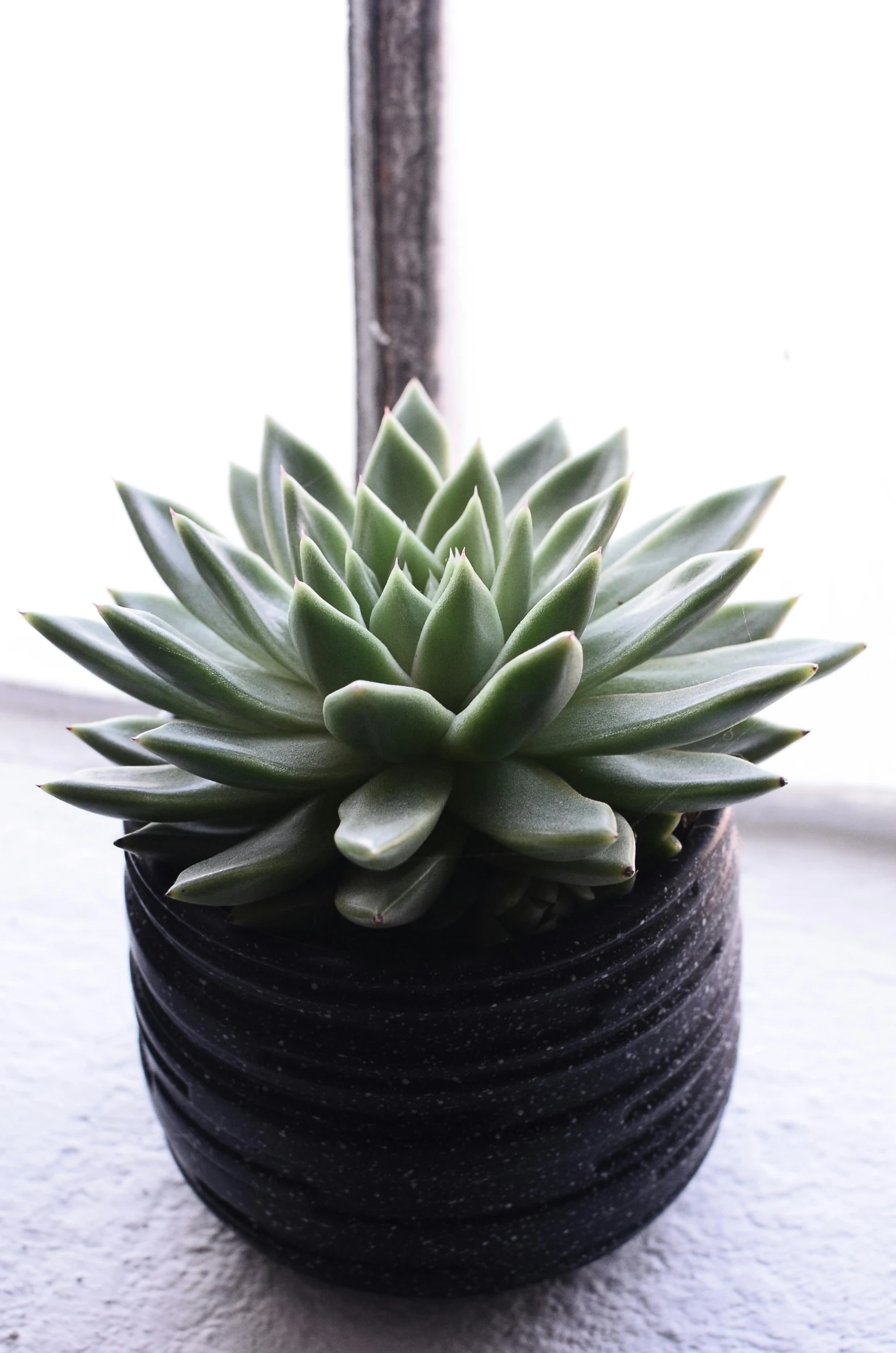 a close up of a potted plant on a window sill, inspired by Tōshi Yoshida, arabesque, wrapped in black, on textured disc base, artichoke, award-winning