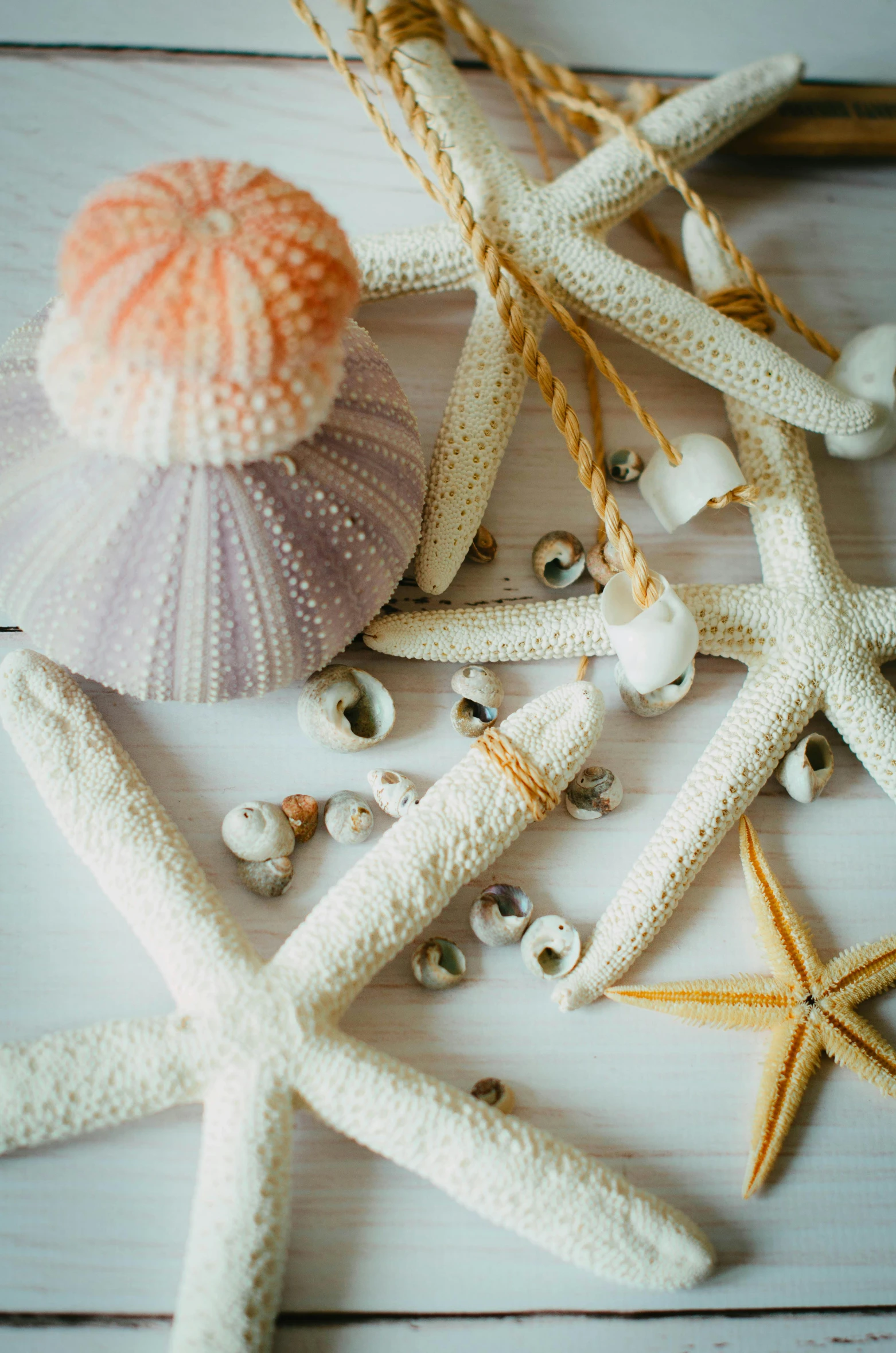 a pile of starfish sitting on top of a wooden table, a still life, unsplash, baroque, decorative ornaments, pastel', white, color”