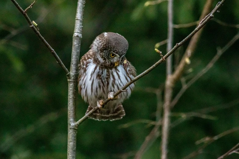 a small owl sitting on top of a tree branch, looking distracted, fishing, paul barson, fan favorite