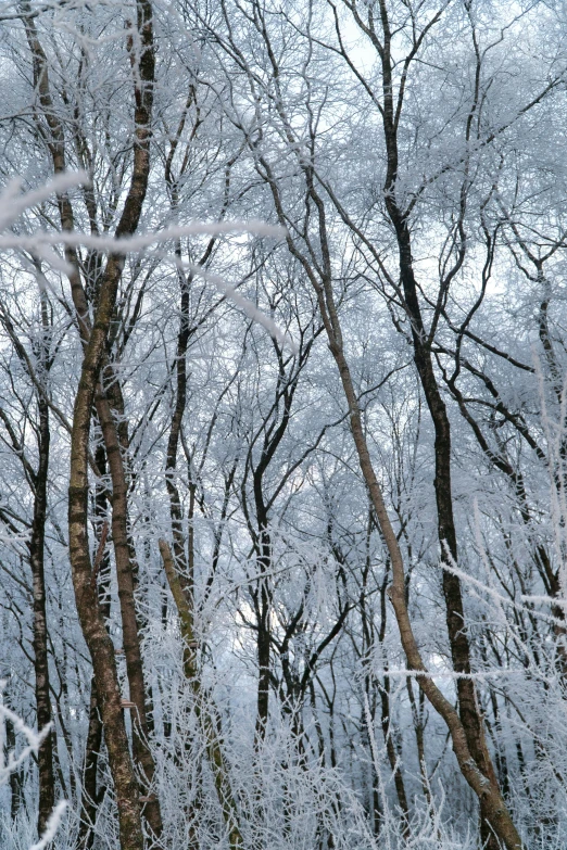 a red fire hydrant sitting in the middle of a snow covered forest, inspired by Arthur Burdett Frost, panoramic, intricate branches, paul barson, forest. white trees