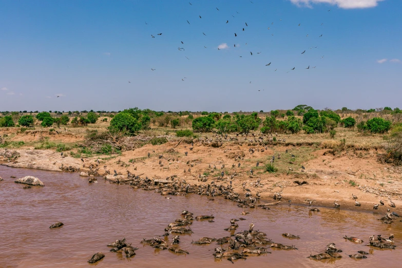 a bunch of animals that are in the water, by Peter Churcher, pexels contest winner, hurufiyya, erosion channels river, flying birds in distance, masai, panoramic