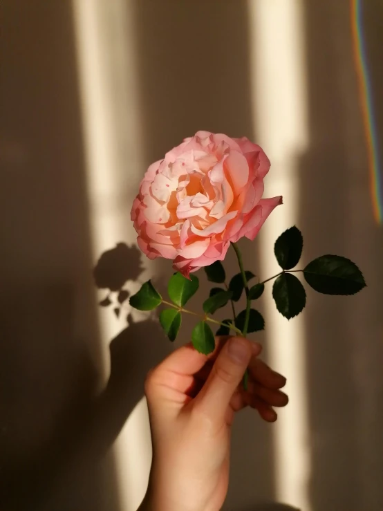 a person holding a pink rose in their hand, inspired by Elsa Bleda, trending on unsplash, sunlight pouring through window, rainbow gradient bloom, low quality photo, soft shadow