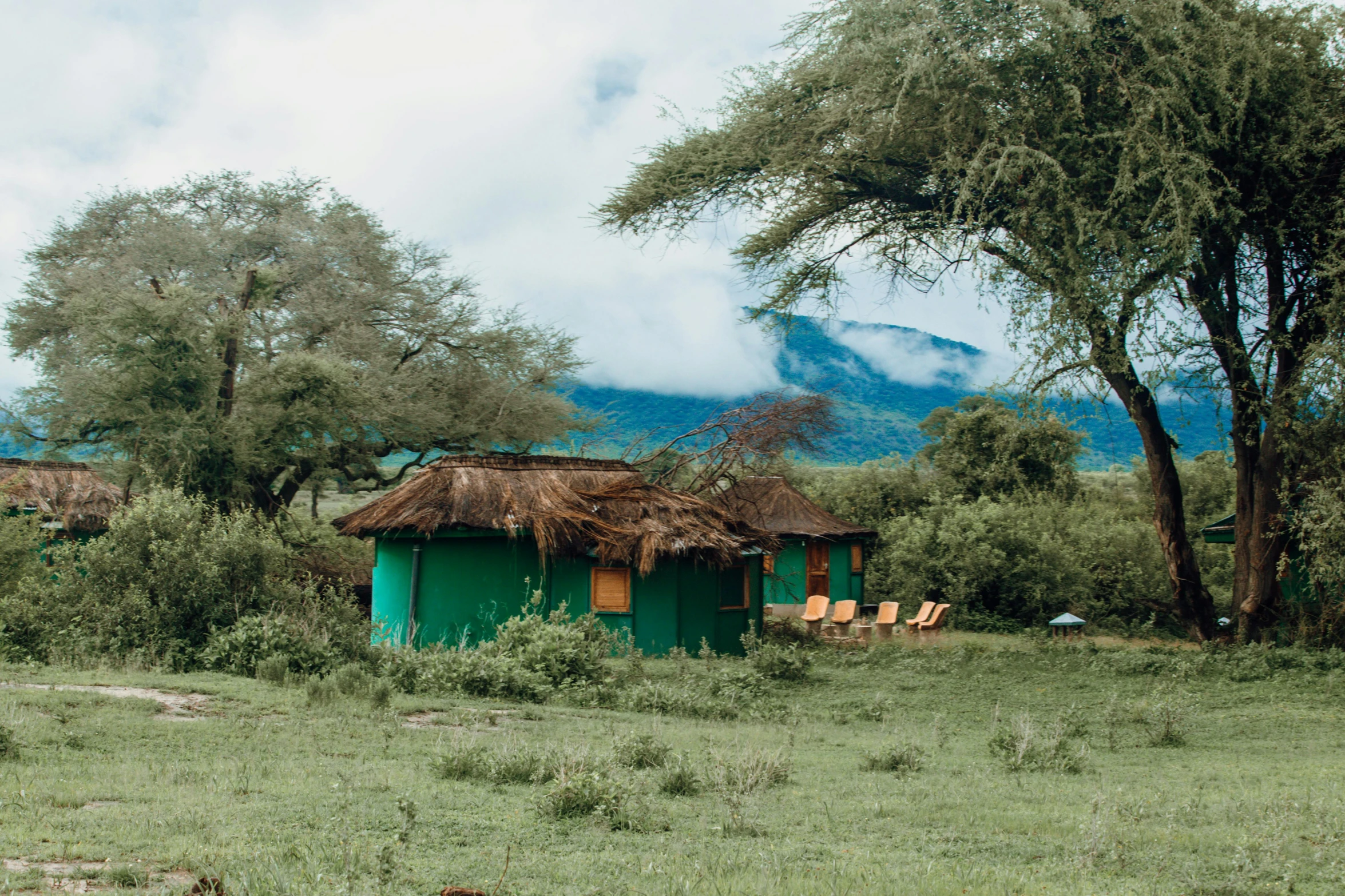 a herd of cattle grazing on top of a lush green field, by Emma Andijewska, hurufiyya, huts, acacia trees, wide shot of a cabin interior, conde nast traveler photo