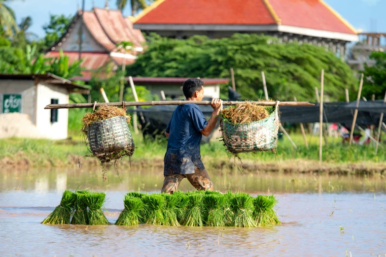 a man that is standing in some water, by Dan Content, pexels contest winner, sumatraism, lush farm lands, angkor thon, thumbnail, surrounding onions