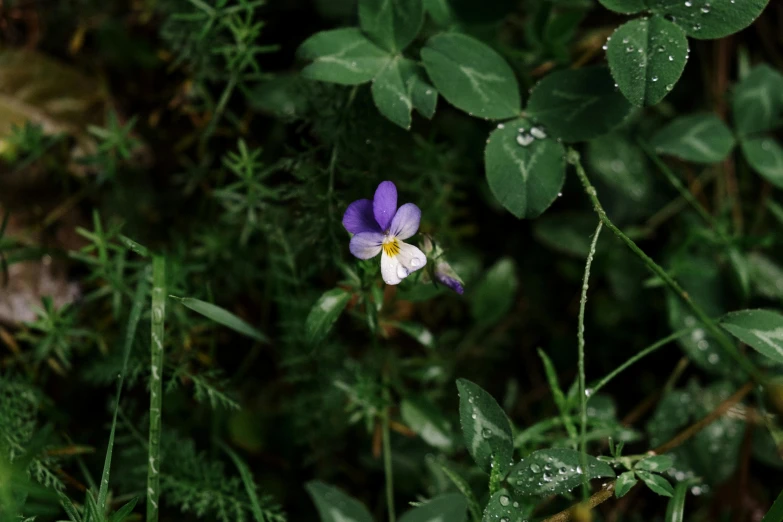 a small purple flower sitting on top of a lush green field, unsplash, forest floor, while it's raining, ignant, shot on sony a 7