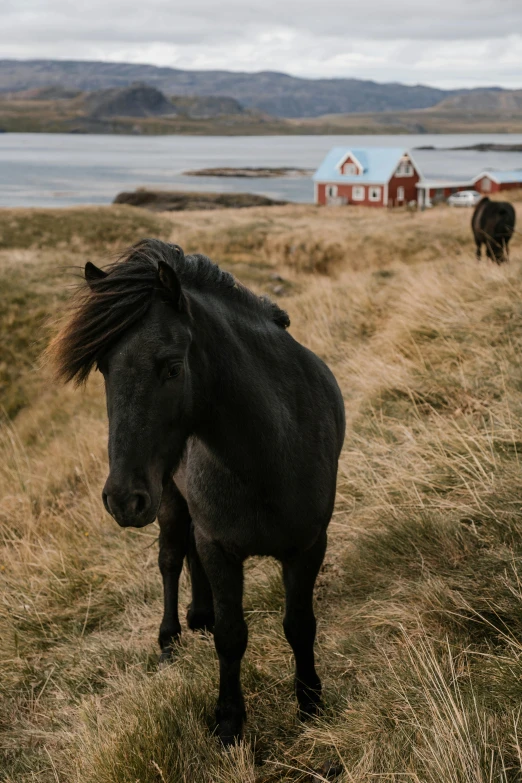 a black horse standing on top of a grass covered field, by Jesper Knudsen, pexels contest winner, next to a farm house and a barn, coastline, red grass, hd footage