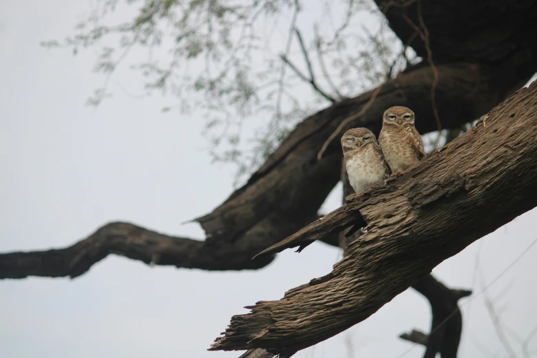 a couple of birds sitting on top of a tree branch, pexels contest winner, mingei, very very small owl, afar, well preserved, australian