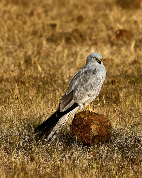 a bird sitting on top of a rock in a field, grey skinned, an afghan male type, shiny silver, wild species photography