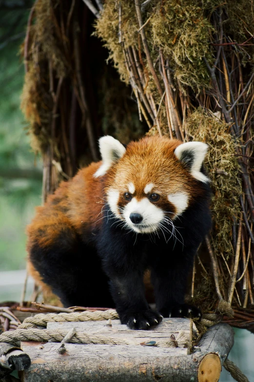 a red panda sitting on top of a tree branch, crawling towards the camera, looking back at the camera, no cropping, from china