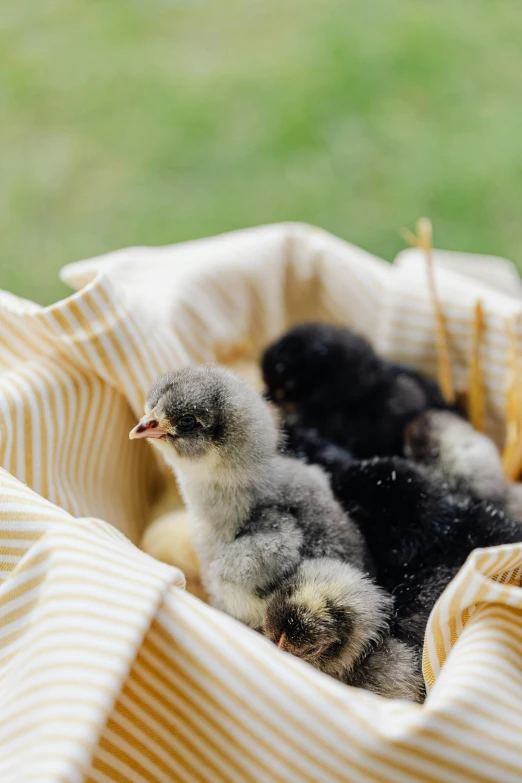 a close up of a small bird in a bag, with chicks, lined in cotton, black, farm