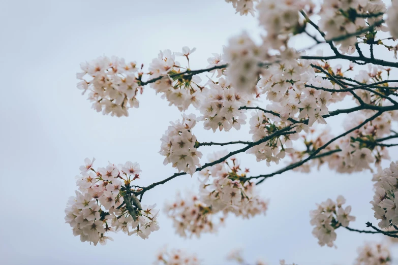 a bunch of white flowers on a tree, by Carey Morris, trending on unsplash, sakura trees, skies behind, pink, thumbnail