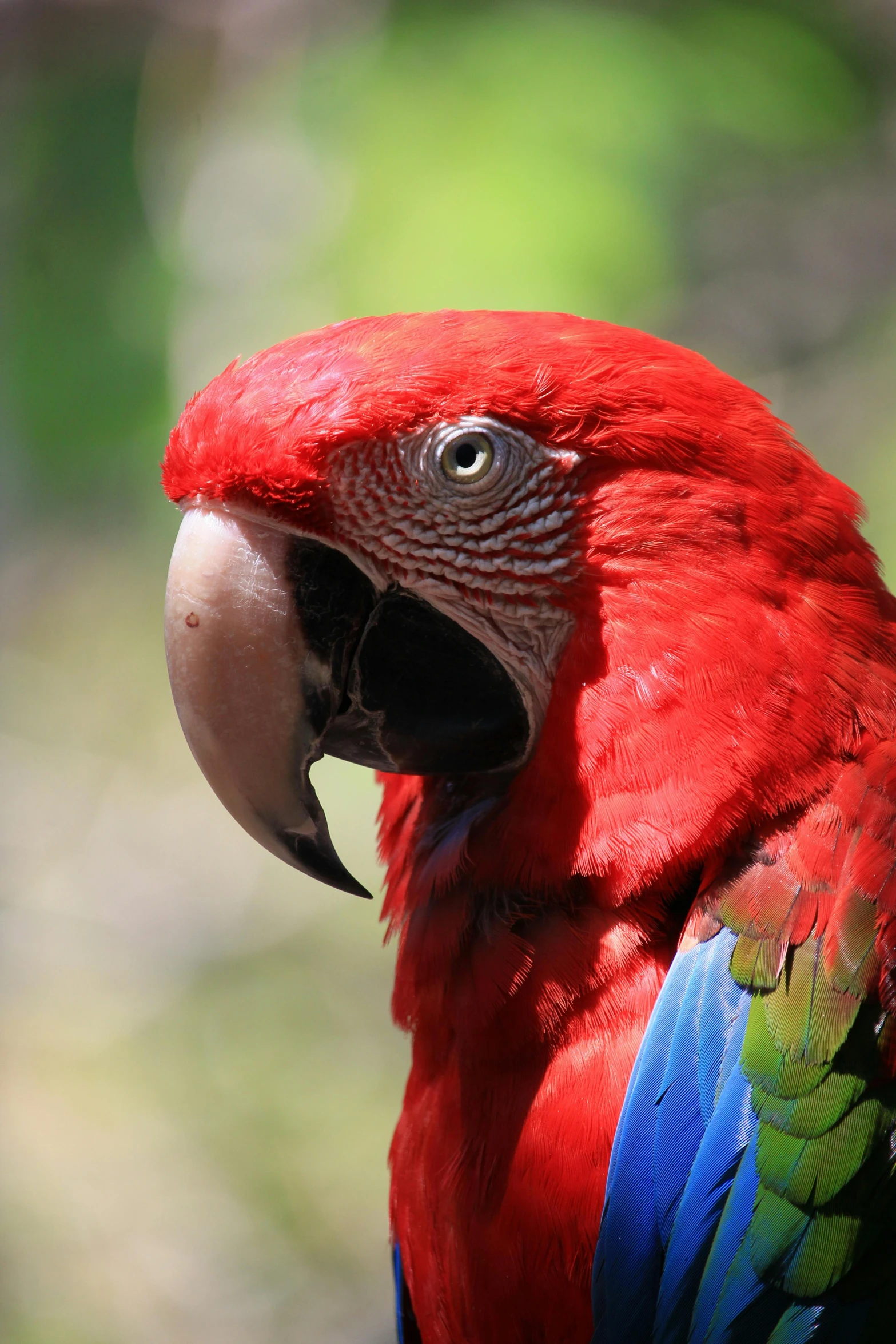 a red parrot sitting on top of a tree branch, facing the camera