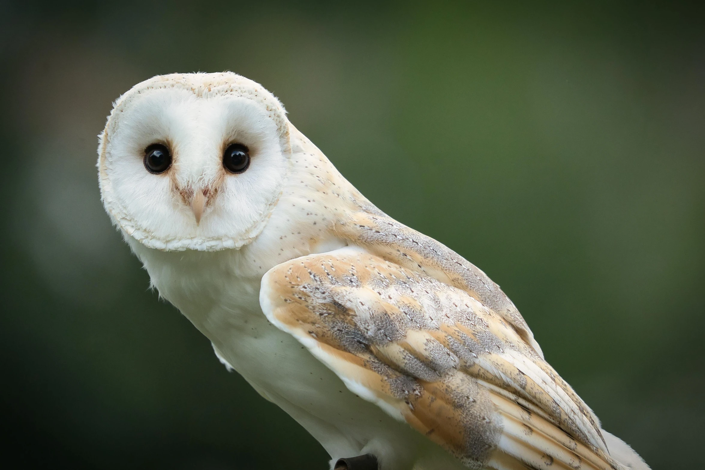 a barn owl sitting on top of a wooden post, a portrait, trending on pexels, olivia kemp, young male, beautiful female white, a friendly wisp