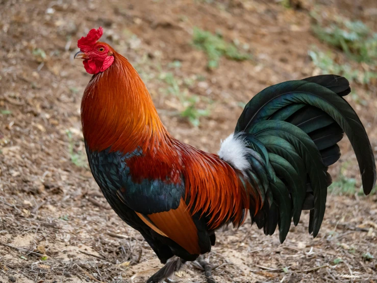 a close up of a rooster on a field, by Gwen Barnard, pexels contest winner, tail raised, australia, rare bird in the jungle, an afghan male type
