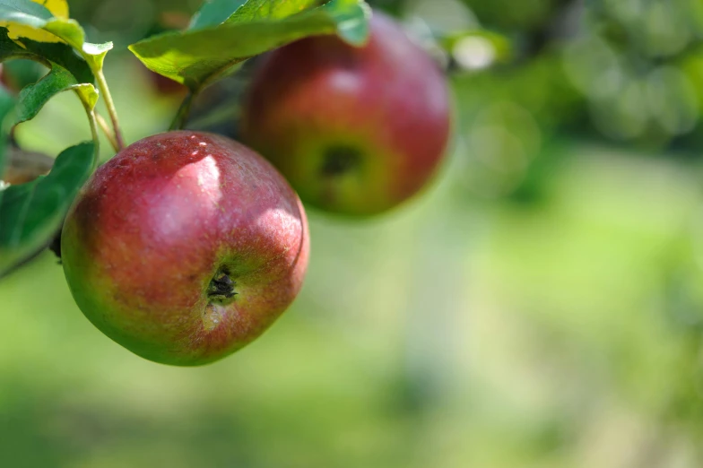 a close up of two apples on a tree, by Tom Bonson, unsplash, background image, idyllic, full frame image