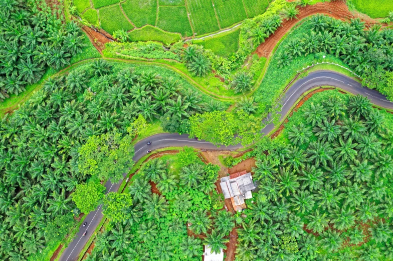 an aerial view of a road surrounded by palm trees, by Daniel Lieske, pexels, hurufiyya, kerala village, verdant green fields, thumbnail, roofed forest