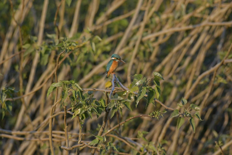 a colorful bird sitting on top of a tree branch, teal and orange colours, in the early morning, fishing, entwined in vines